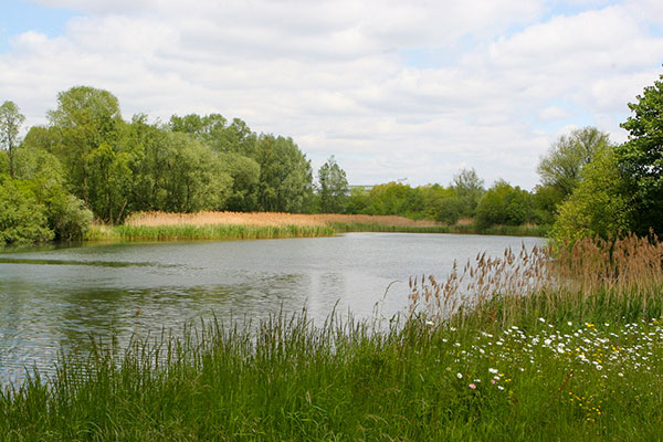 Lake and reeds